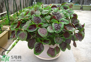 孕婦能吃莧菜嗎？孕婦可以吃莧菜嗎？