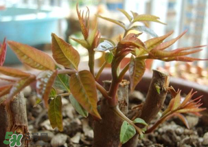 香椿什么時候發芽？香椿什么時候采摘？