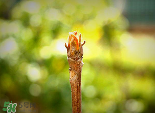 香椿什么時候發芽？香椿什么時候采摘？