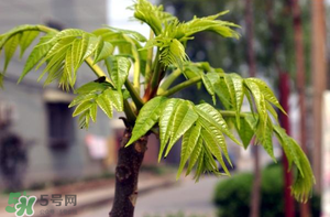 香椿什么時候發芽？香椿什么時候采摘？