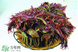 香椿什么時候上市？香椿幾月份上市？