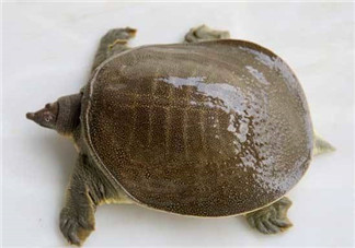 懷孕初期能吃甲魚嗎？懷孕初期可以吃甲魚嗎？