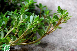 馬齒莧能治白發(fā)嗎？馬齒莧可以治白發(fā)嗎？