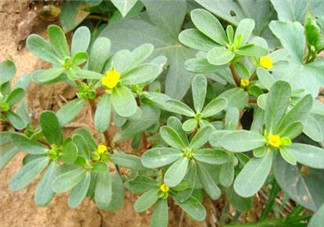馬齒莧能治白發嗎？馬齒莧可以治白發嗎？