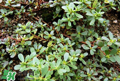 馬齒莧能治白發(fā)嗎？馬齒莧可以治白發(fā)嗎？