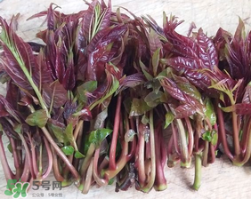 香椿什么味道？香椿吃起來什么味道？