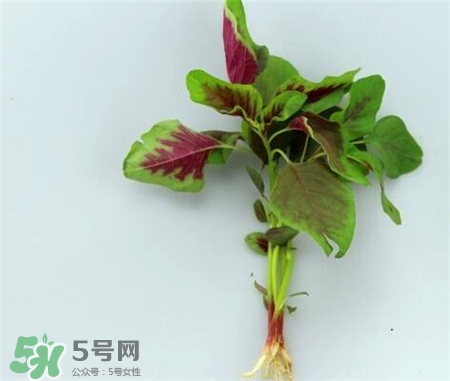 莧菜根的營養價值 莧菜根的功效與作用