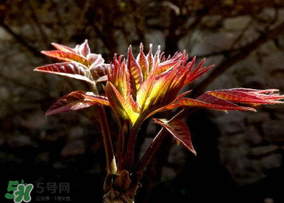 香椿能放冰箱嗎？香椿放冰箱能保存多久？