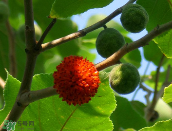 構(gòu)樹果實(shí)能吃嗎？構(gòu)樹果實(shí)孕婦能吃嗎？