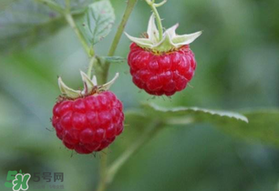 山莓孕婦能吃嗎？山莓孕婦可以吃嗎？