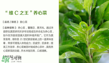救心菜孕婦能吃嗎？救心菜孕婦可以吃嗎？