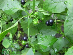 孕婦可以吃龍葵菜嗎？龍葵菜孕婦可以吃嗎？