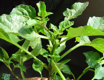 孕婦可以吃龍葵菜嗎？龍葵菜孕婦可以吃嗎？
