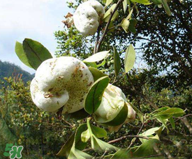 茶耳孕婦能吃嗎？孕婦能吃茶耳嗎？