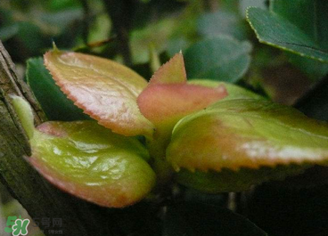 茶耳孕婦能吃嗎？孕婦能吃茶耳嗎？