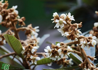枇杷花孕婦能喝嗎？枇杷花孕婦可以喝嗎？