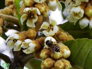 枇杷花孕婦能喝嗎？枇杷花孕婦可以喝嗎？