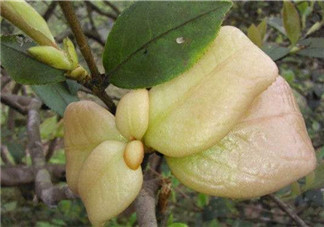 茶耳孕婦能吃嗎？孕婦能吃茶耳嗎？