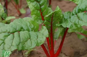 甜菜葉是否可以生吃？甜菜葉可以生吃嗎