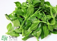 穿心蓮的營養價值_穿心蓮的功效與作用及食用方法