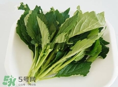 苦菜的營養價值_苦菜的功效與作用及食用方法