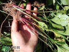 車前草的營養價值_車前草的功效與作用及食用方法