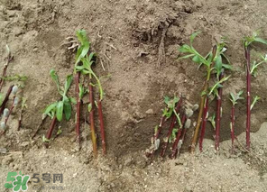 香椿可以扦插嗎？香椿什么時(shí)候扦插？