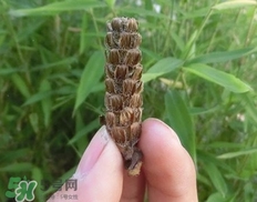 夏枯草的營養價值_夏枯草的功效與作用及食用方法