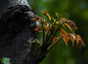 香椿芽可以冷凍嗎？香椿芽怎么冷凍？