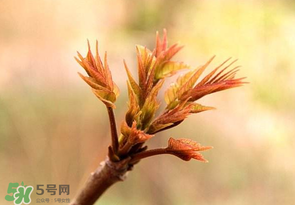 香椿芽可以冷凍嗎？香椿芽怎么冷凍？