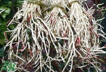 魚(yú)腥草根怎么吃？魚(yú)腥草根怎么做好吃