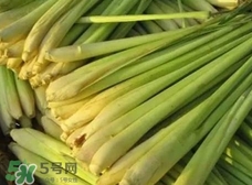 檸檬草的營養價值_檸檬草的功效與作用及食用方法