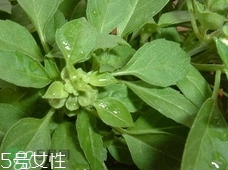魚香菜的營養價值_魚香菜的功效與作用及食用方法