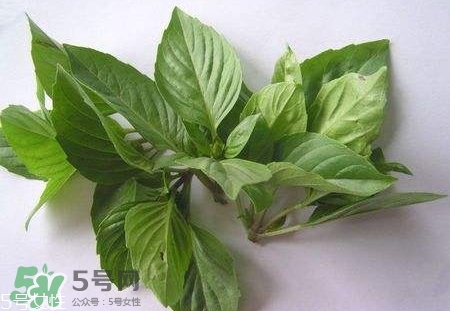 魚香菜的營養價值_魚香菜的功效與作用及食用方法