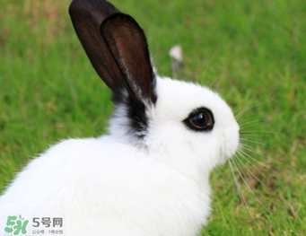 孕婦能吃兔子肉嗎？孕婦可以吃兔子肉嗎？