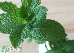 留蘭香的營養(yǎng)價(jià)值_留蘭香的功效與作用及食用方法