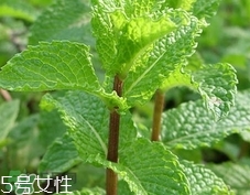 留蘭香的營養(yǎng)價(jià)值_留蘭香的功效與作用及食用方法