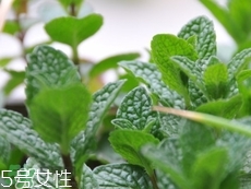 留蘭香的營養(yǎng)價(jià)值_留蘭香的功效與作用及食用方法