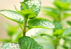 香花菜的營養價值_香花菜的功效與作用及食用方法