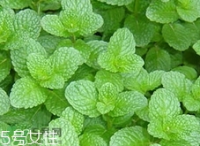 香花菜的營養價值_香花菜的功效與作用及食用方法