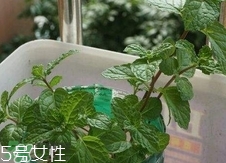 香花菜的營養價值_香花菜的功效與作用及食用方法