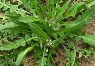 地菜是什么菜？地菜是不是薺菜