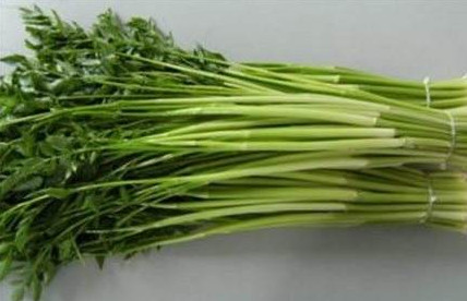 水芹菜是什么菜？水芹菜是野芹菜嗎