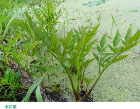水芹菜和毒芹有哪些區別？水芹菜和毒芹圖片
