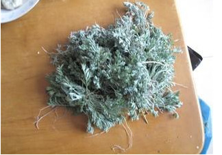 白蒿是茵陳嗎？白蒿與茵陳有什么區別