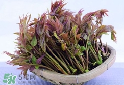 香椿芽怎么吃？新鮮香椿芽怎么吃