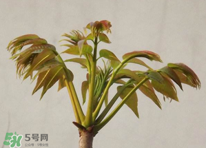 香椿紅的好還是綠的好？香椿紅色好還是綠色好？