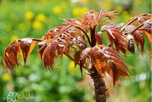 香椿紅的好還是綠的好？香椿紅色好還是綠色好？