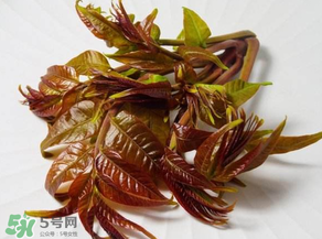 香椿有幾種？香椿哪種好？