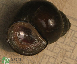 田螺死了能吃嗎？田螺剛死能吃嗎？